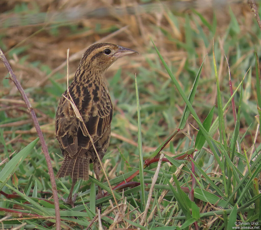 Sturnelle militaire femelle adulte