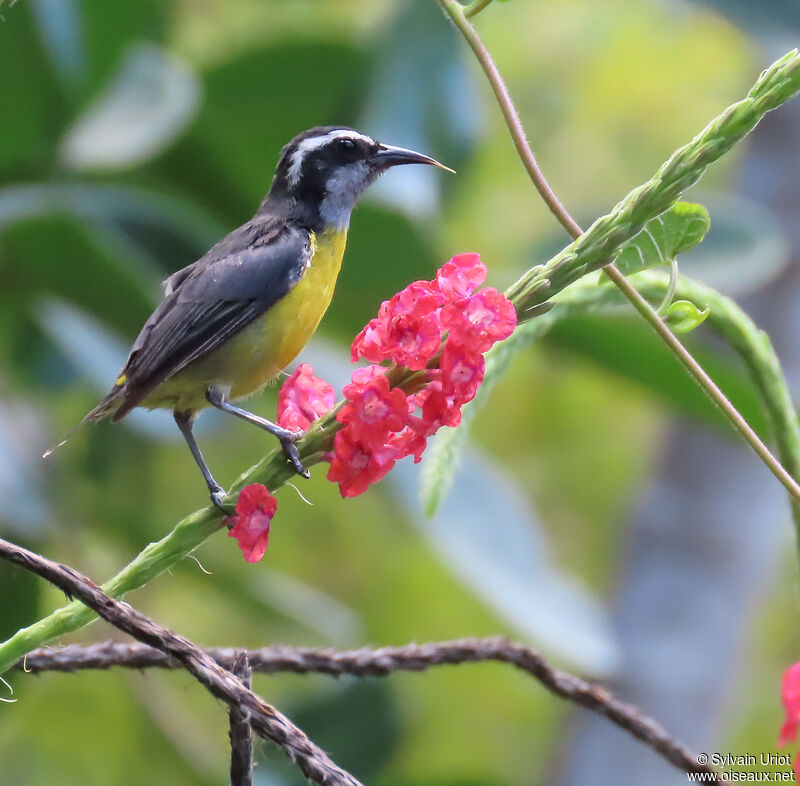 Bananaquitadult