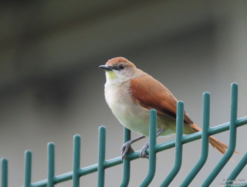 Synallaxe à gorge jauneadulte