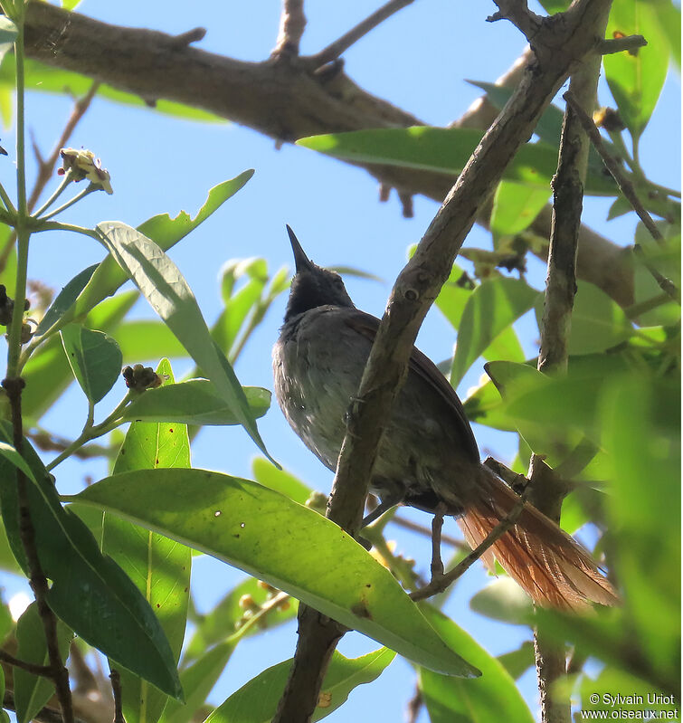 White-bellied Spinetailadult