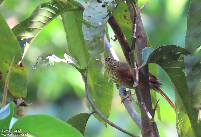 Speckled Spinetailadult, pigmentation