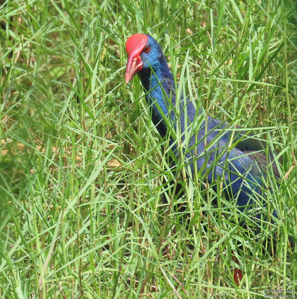 African Swamphenadult