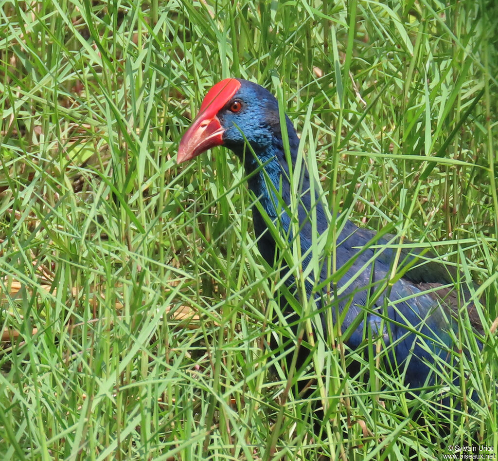 African Swamphenadult