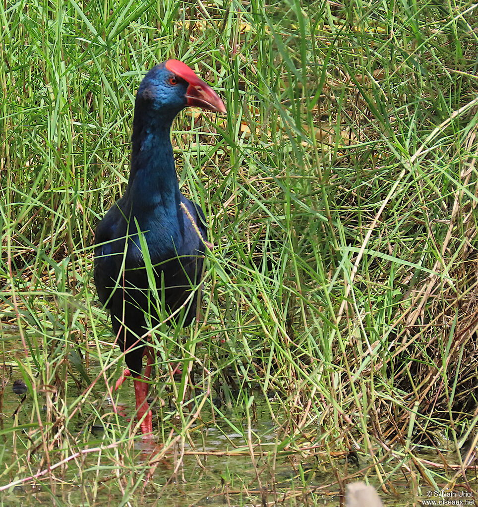 African Swamphenadult