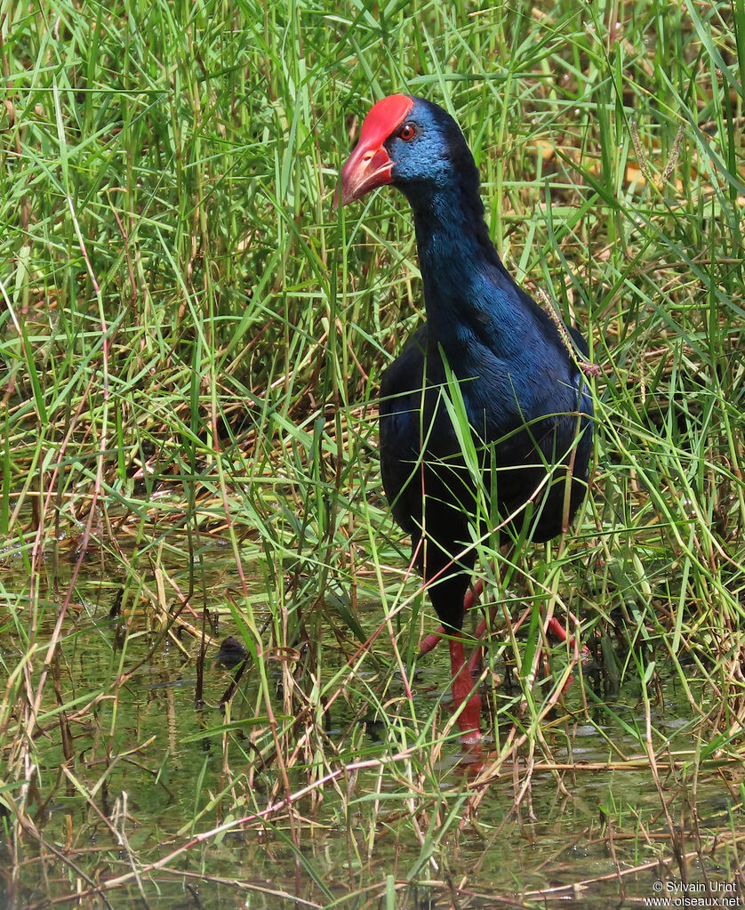 African Swamphenadult