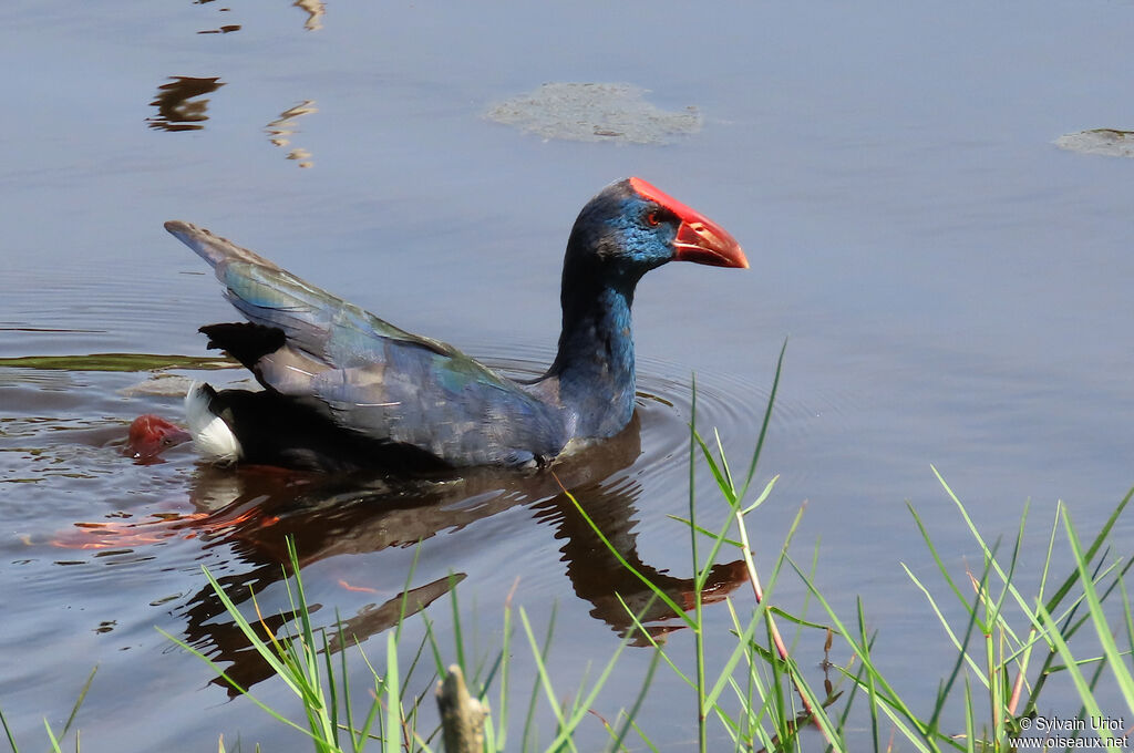 African Swamphenadult