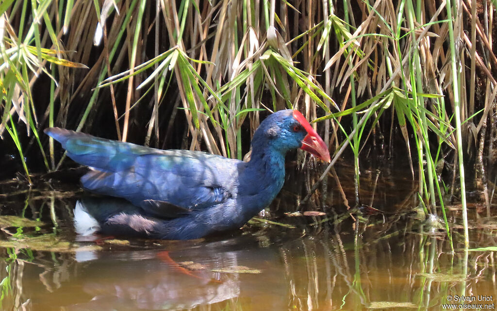 African Swamphenadult