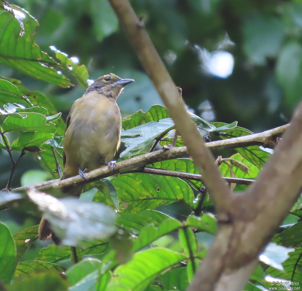 Tangara à crête fauve femelle adulte