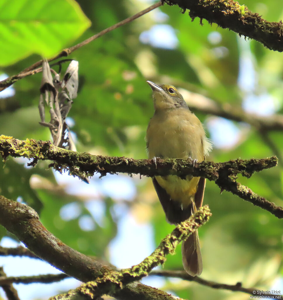 Fulvous-crested Tanager