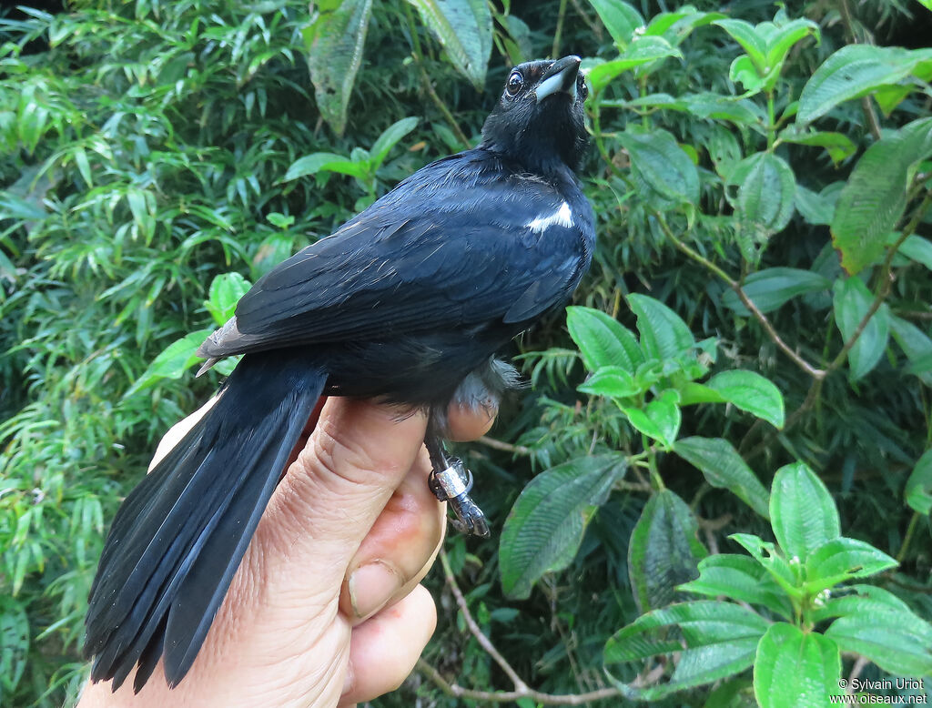 Tangara à galons blancs mâle adulte