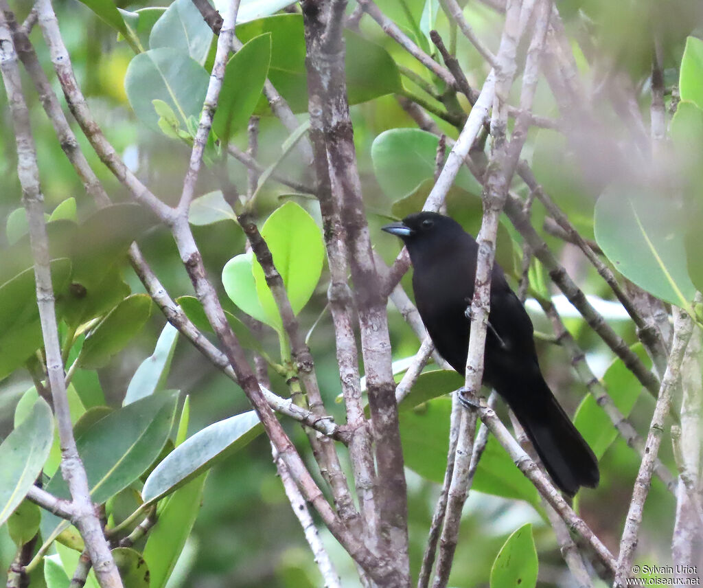 Tangara à galons rouges mâle adulte