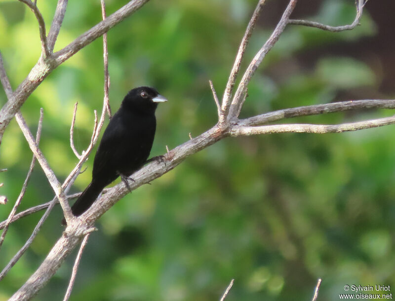 Red-shouldered Tanager male adult