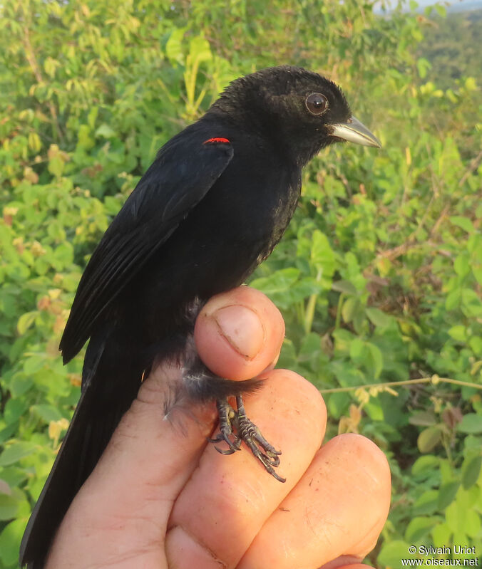 Red-shouldered Tanager male adult