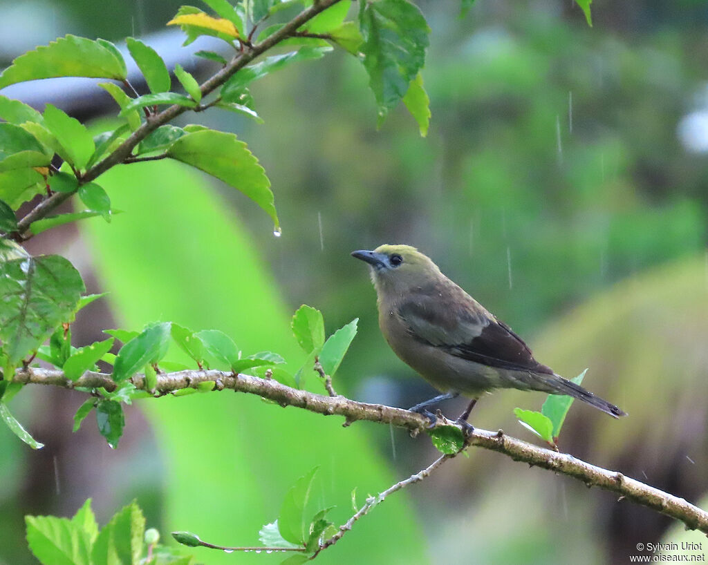 Tangara des palmiersadulte