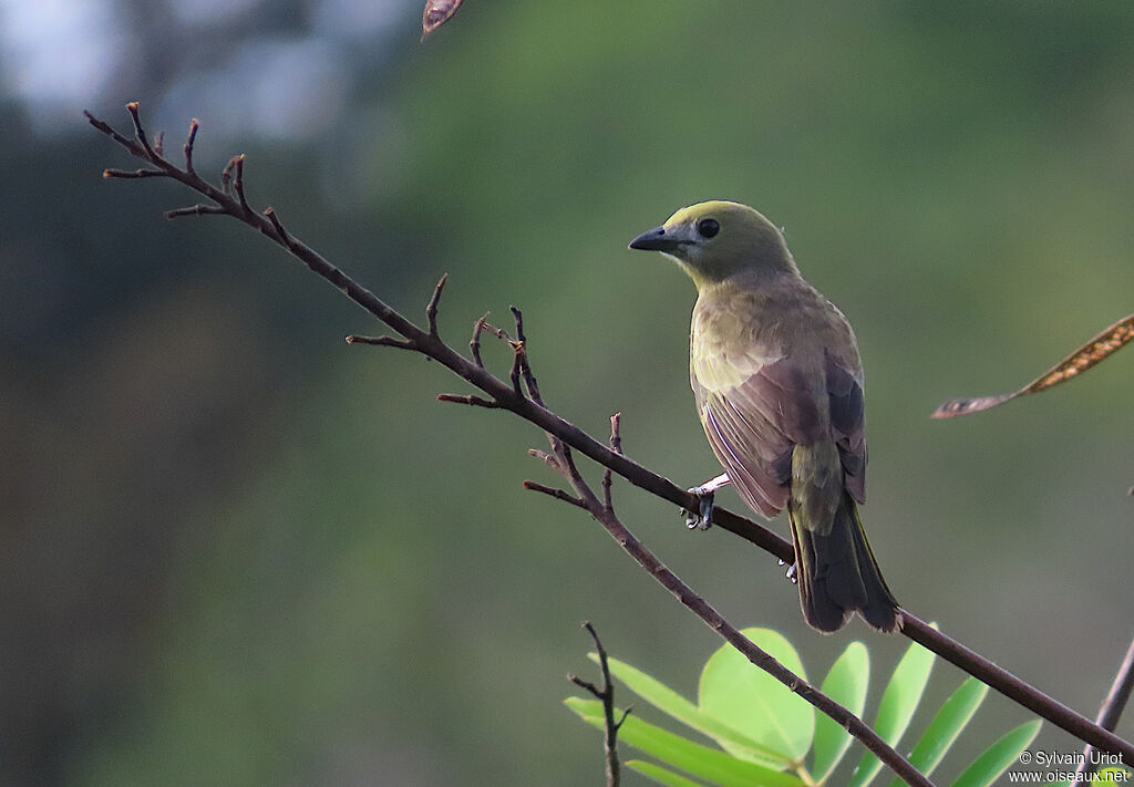 Tangara des palmiers