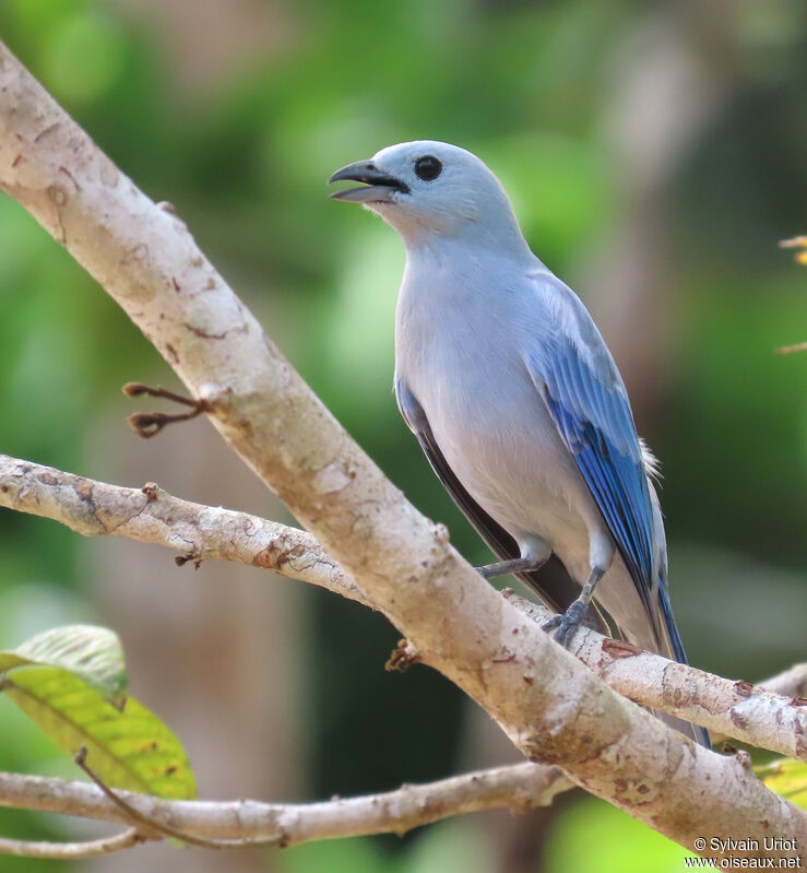 Blue-grey Tanageradult