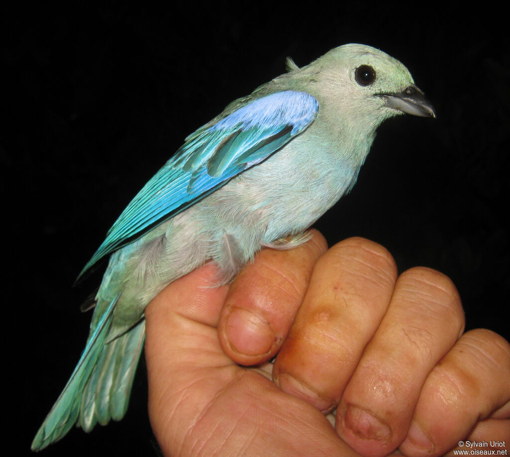 Tangara évêqueadulte