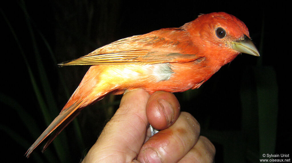 Summer Tanager