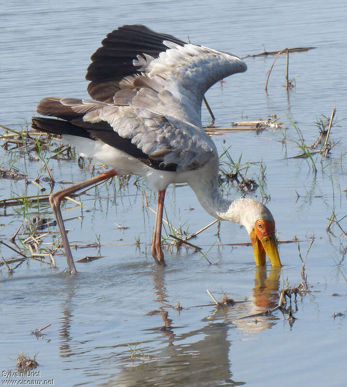 Yellow-billed Storkadult, fishing/hunting