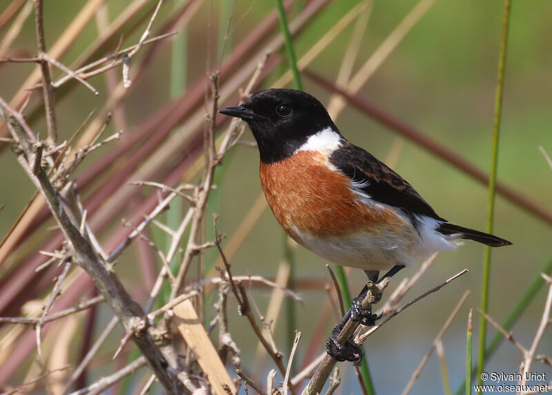 African Stonechat male adult