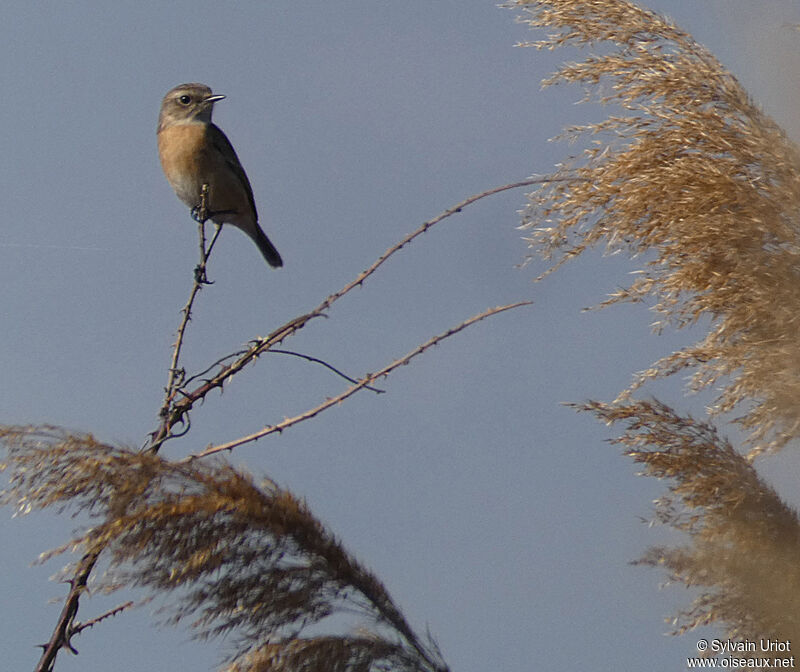 European Stonechat female adult