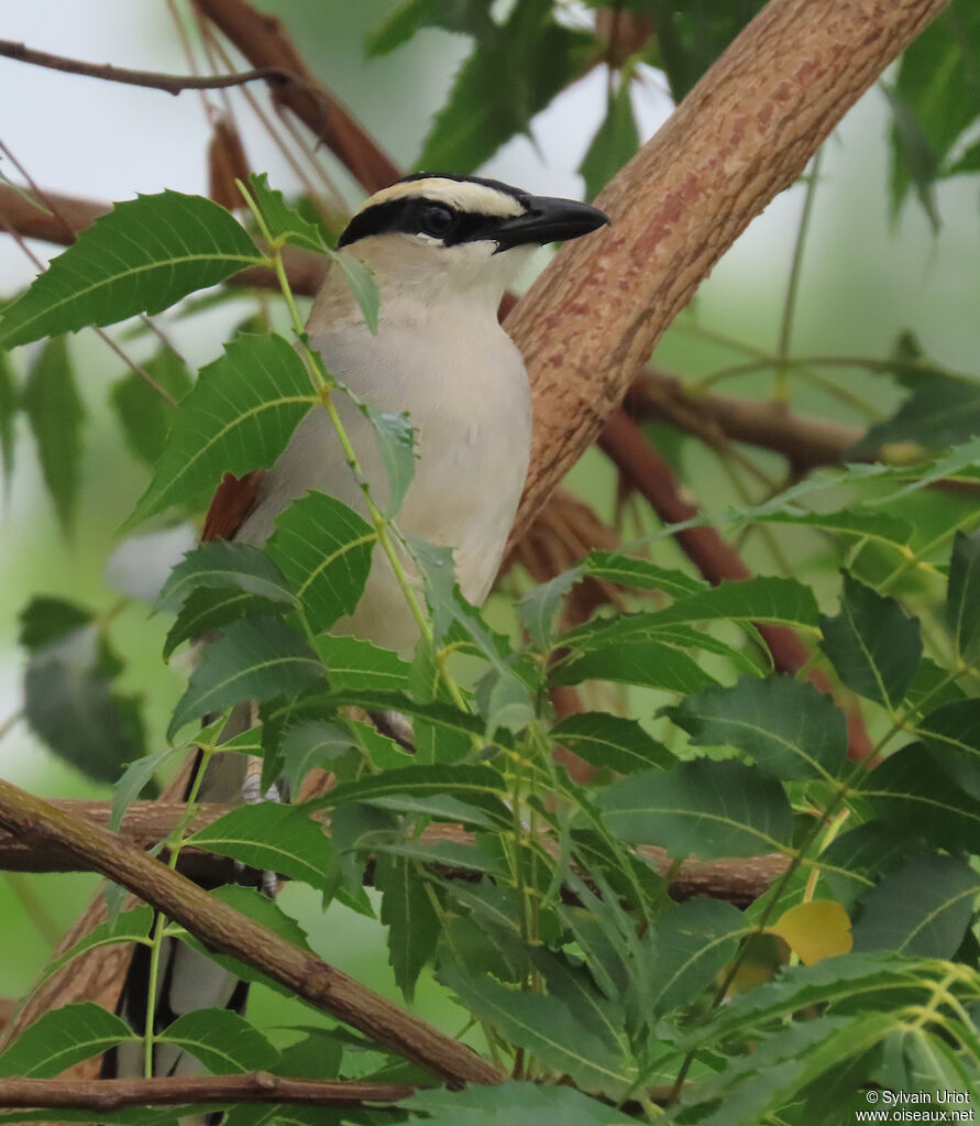 Black-crowned Tchagraadult