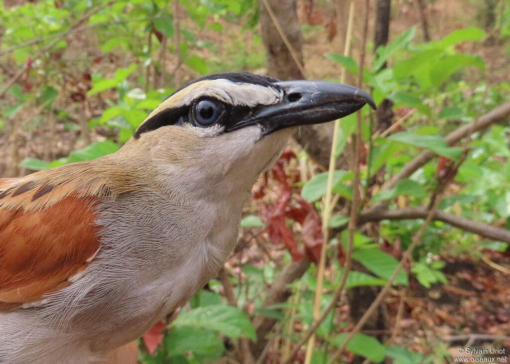 Black-crowned Tchagraadult