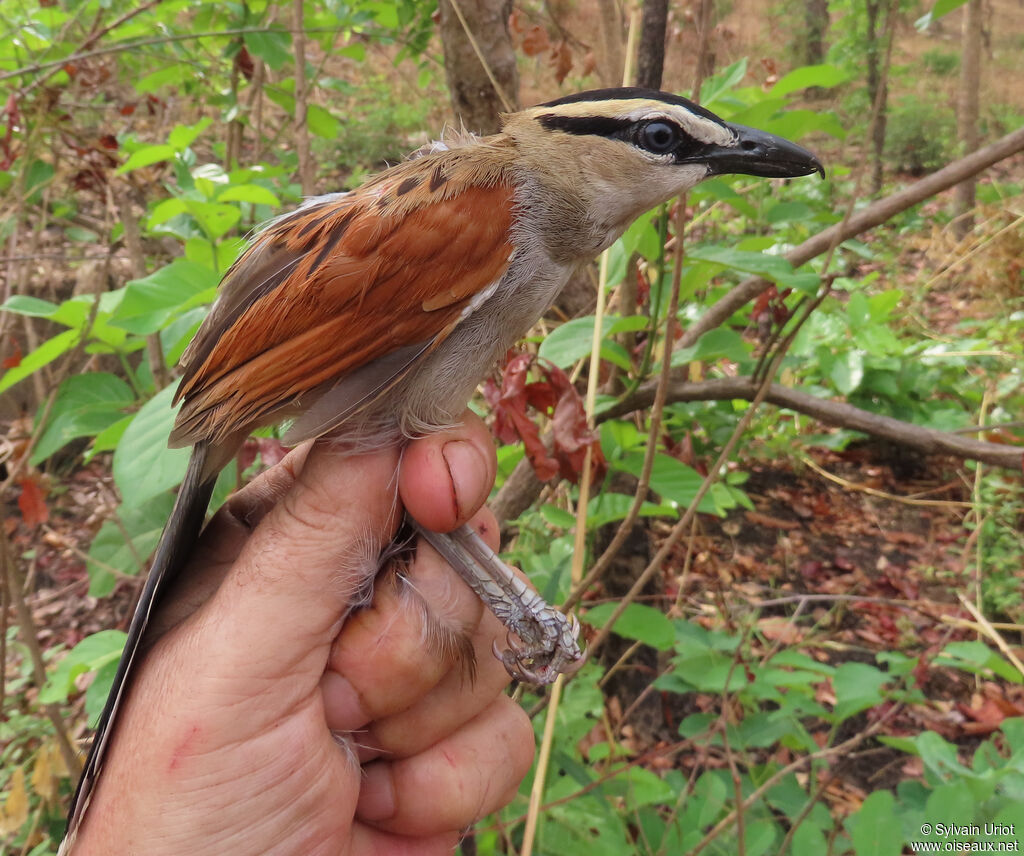 Black-crowned Tchagraadult