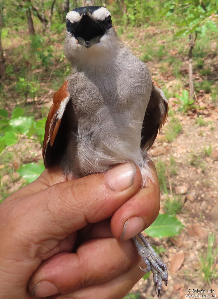 Black-crowned Tchagraadult