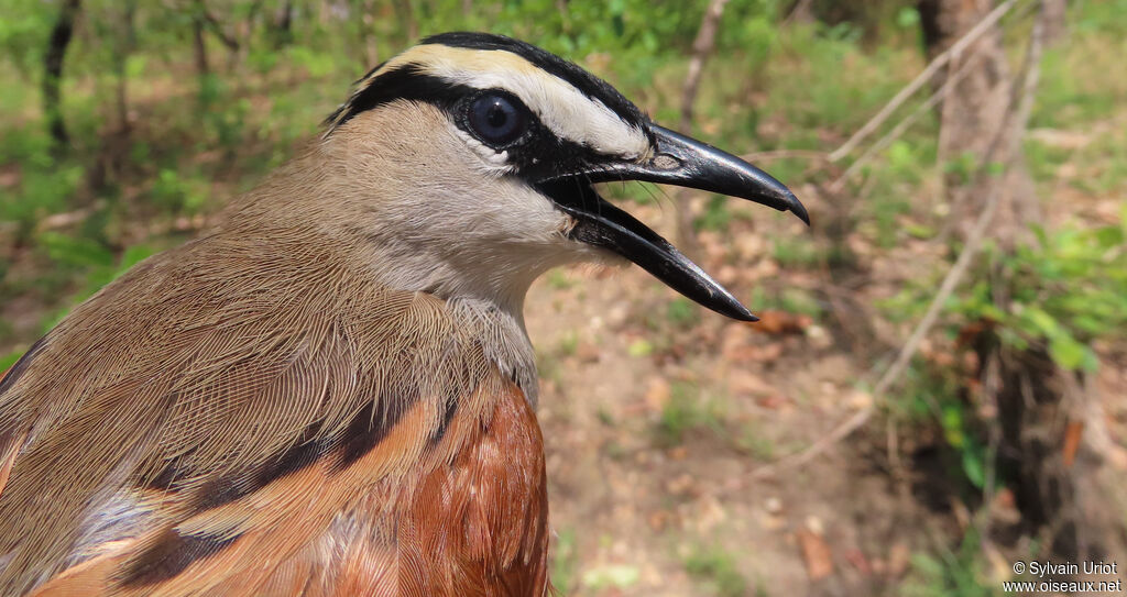 Black-crowned Tchagraadult