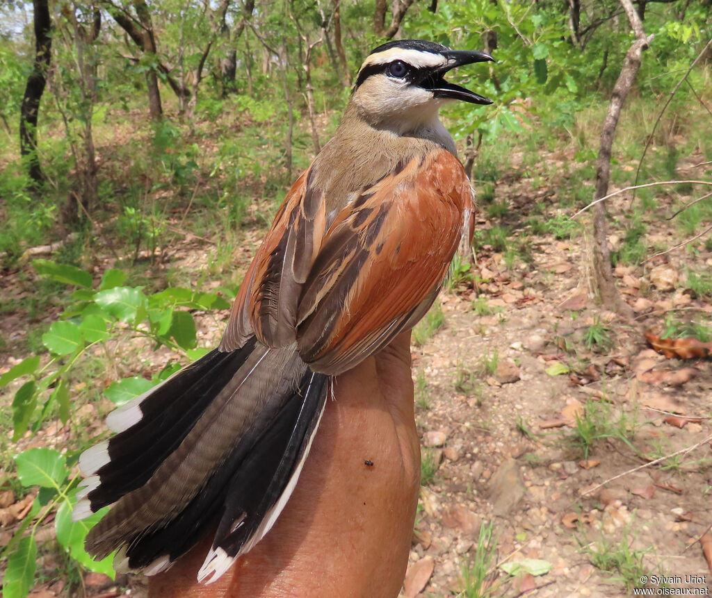 Black-crowned Tchagraadult