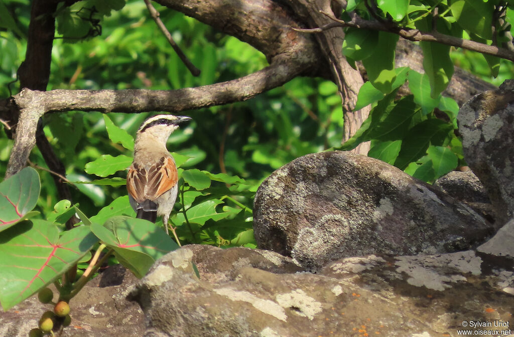 Black-crowned Tchagraadult
