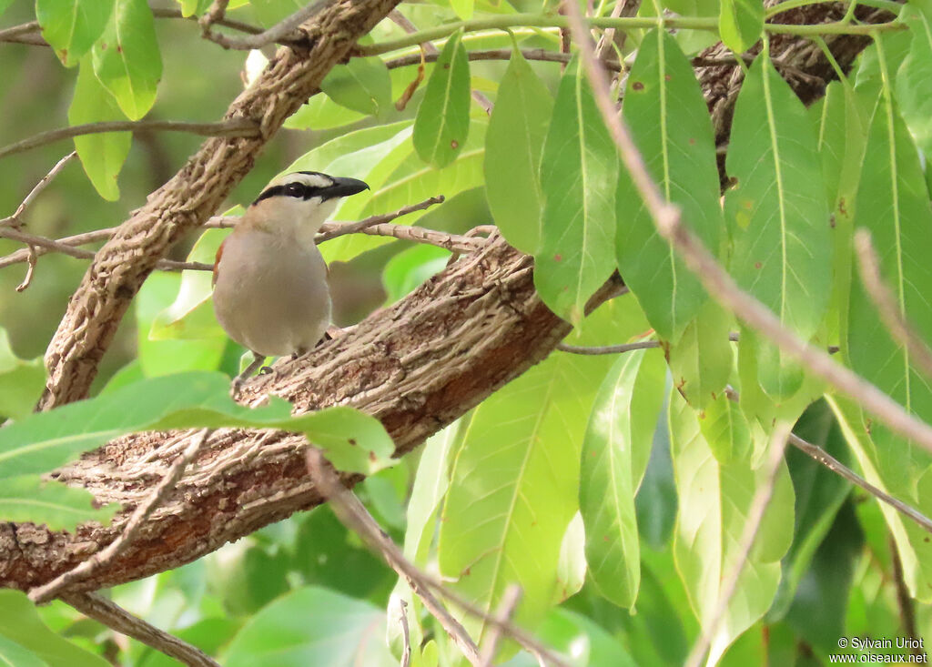 Black-crowned Tchagraadult