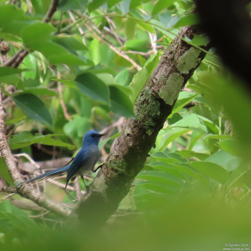 African Blue Flycatcheradult