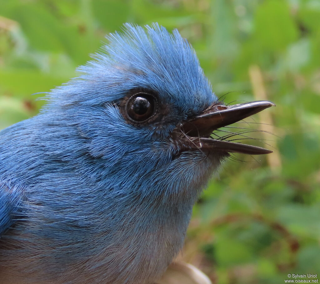 Tchitrec bleuadulte