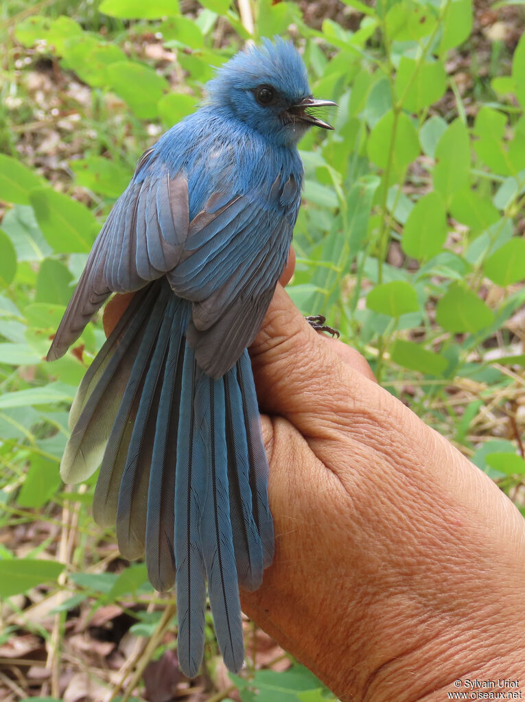 African Blue Flycatcheradult