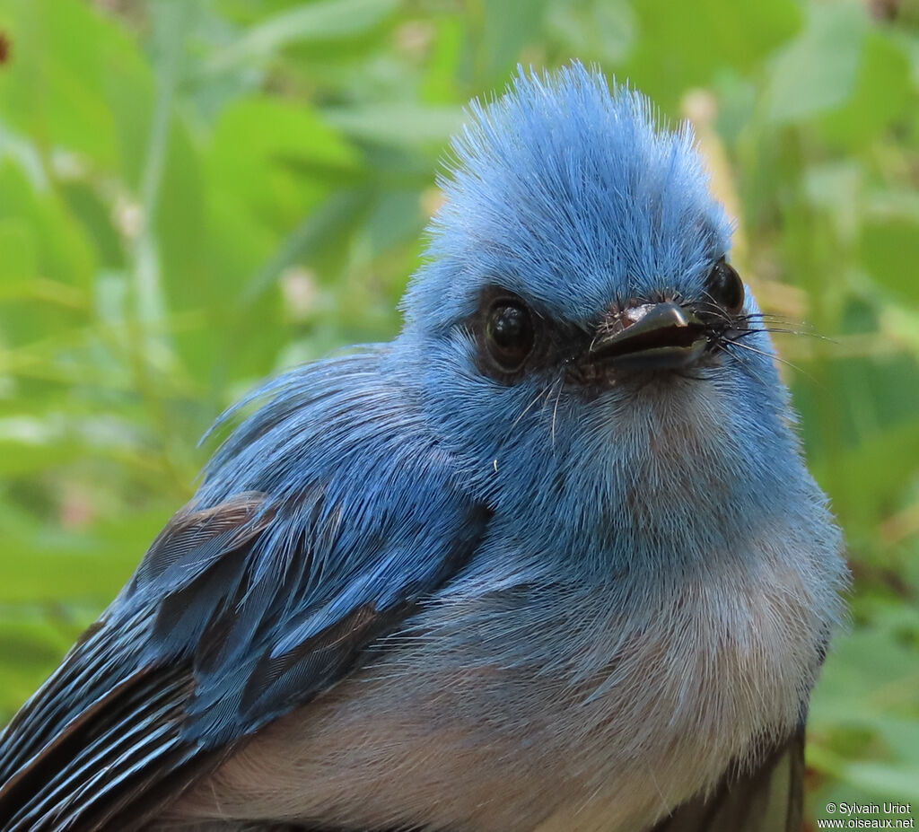 Tchitrec bleuadulte