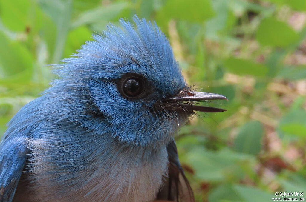 Tchitrec bleuadulte