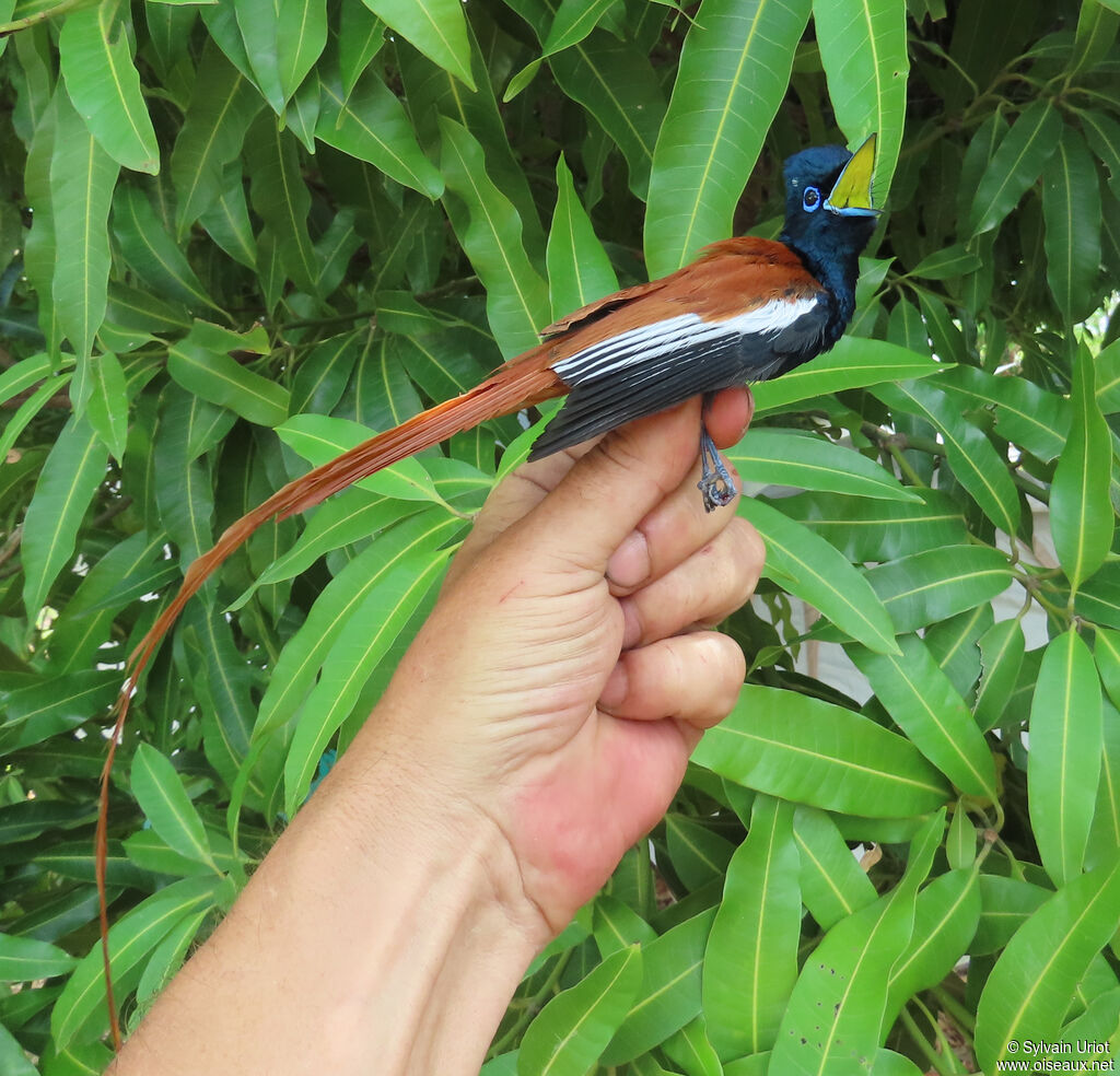 African Paradise Flycatcher male adult