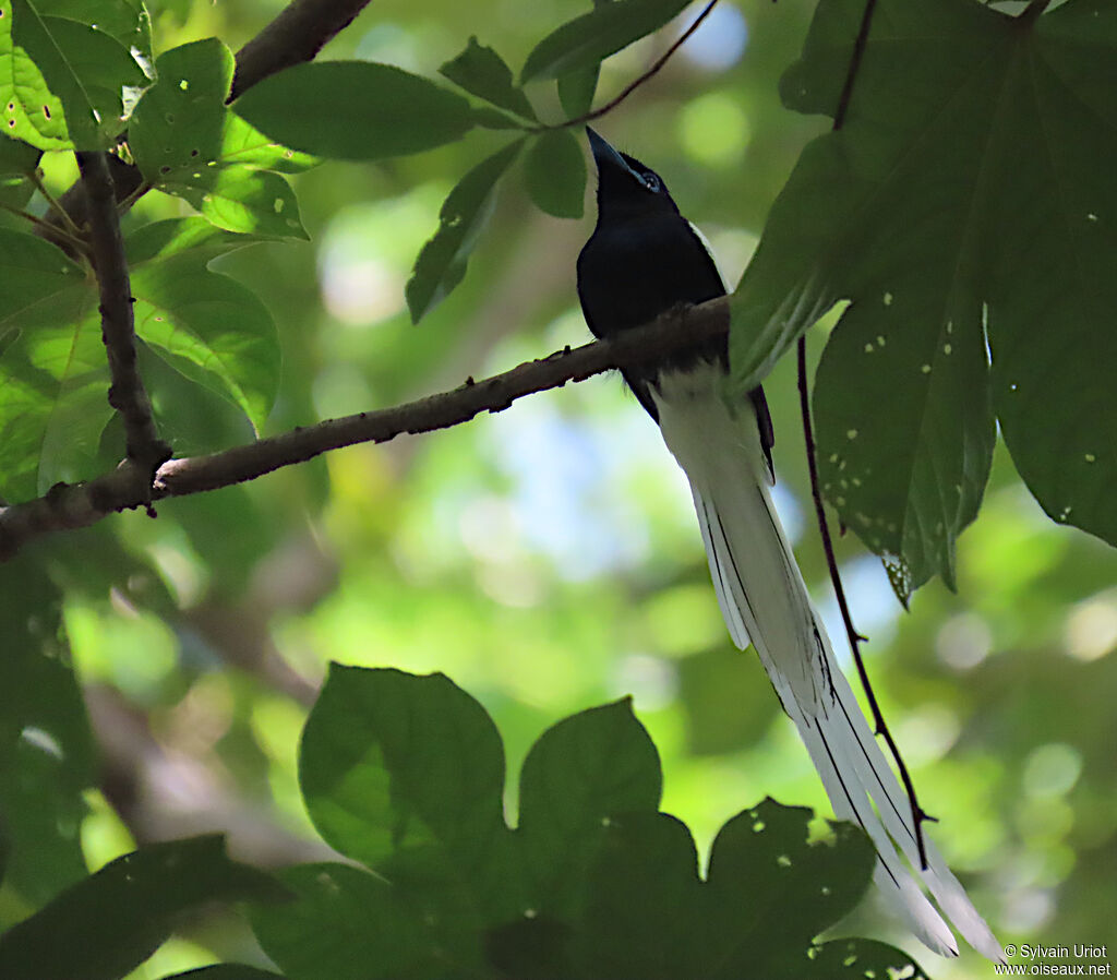 African Paradise Flycatcher male adult