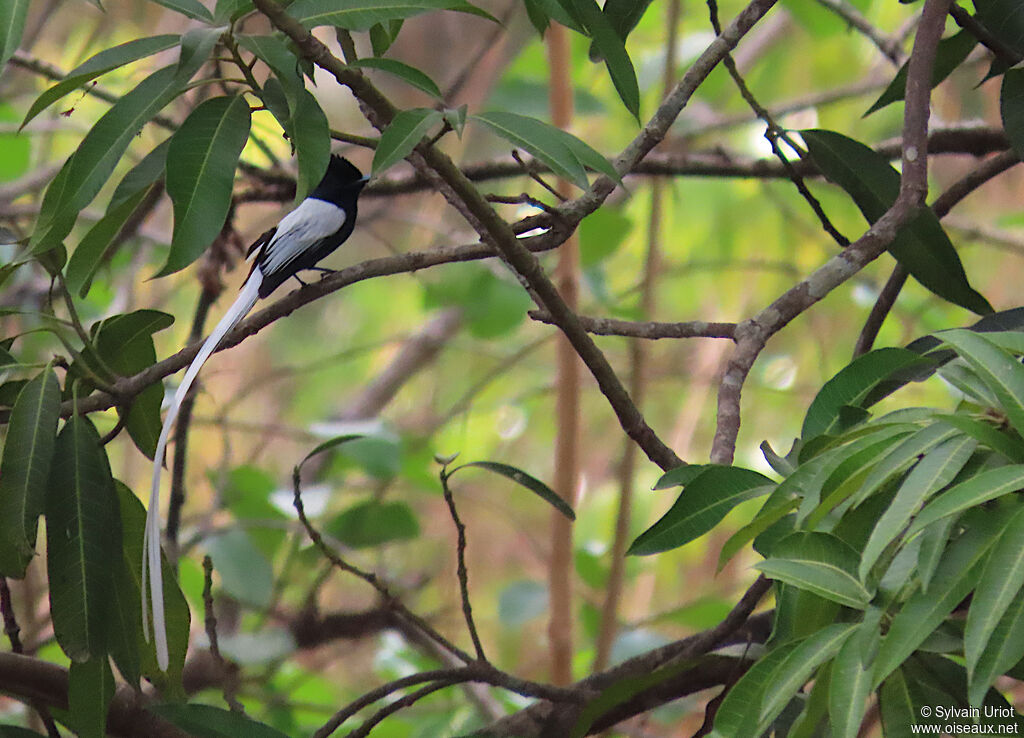 African Paradise Flycatcher male adult