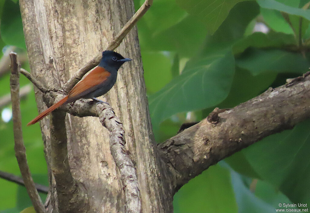 African Paradise Flycatcher female adult