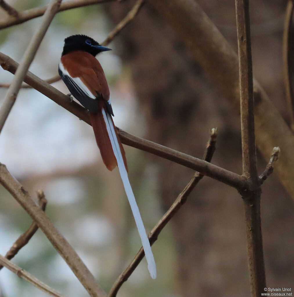 African Paradise Flycatcher male adult