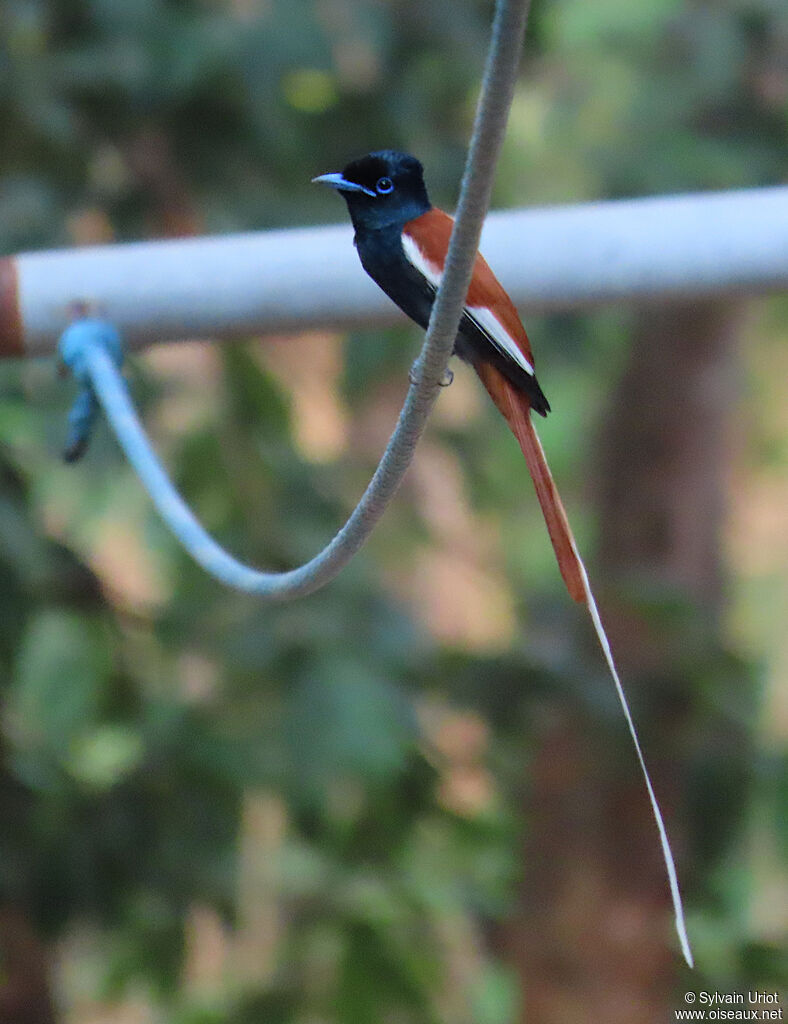 African Paradise Flycatcher male adult