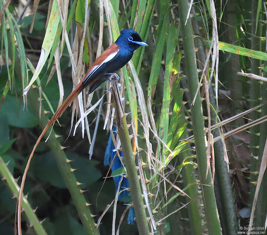 African Paradise Flycatcher male adult