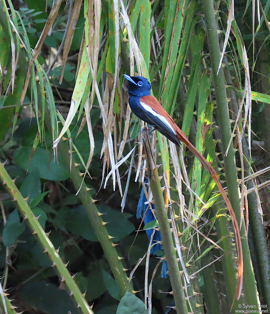 African Paradise Flycatcher male adult