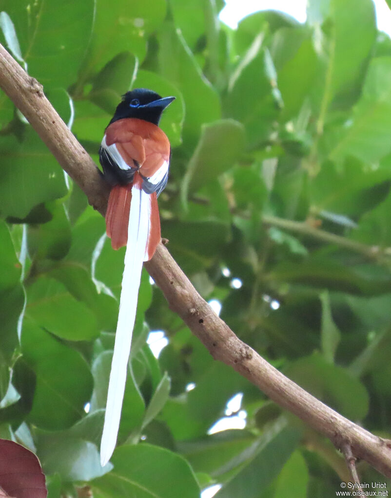 African Paradise Flycatcher male adult