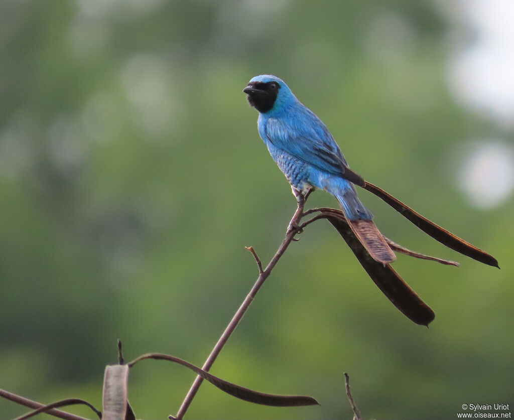 Tersine hirondelle mâle adulte