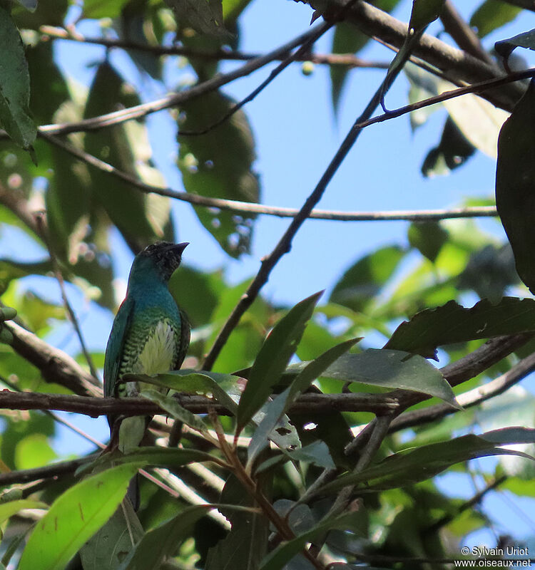 Swallow Tanager male subadult