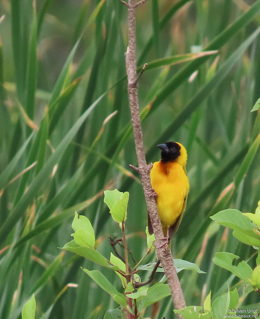 Black-headed Weaver male adult